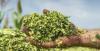Photo for Latest Study Silage Inoculants & Enzymes Market Production, Growth, Share, Demand and Applications Forecast to 2028