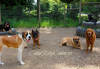 Photo for Cedar Ridge Canine