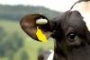 Photo for Global Livestock Monitoring Market 2020 | Manufacturers, Regions, Type And Application, Forecast To 2025