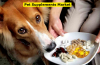 Photo for Global Pet Supplements Market: Huge Growth Opportunities, Trends And Forecast To 2024