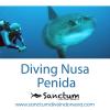 Photo for Diving Nusa Penida