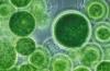 Photo for Global Nannochloropsis Market 2020 | Manufacturers Regions Type And Application Forecast To 2025