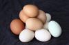 Photo for Egg Market Projected To Show Massive Growth 2020 With Major Key Players