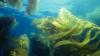 Photo for Global Seaweed Derivatives Market 2020 | Manufacturers, Regions, Type and Application, Forecast to 2025