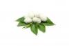 Photo for Global Silk Protein Market 2020 | Manufacturers Regions Type And Application Forecast To 2025