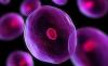 Photo for Global Cell Expansion Market Research Report - Industry Analysis, Size, Share, Growth, Trends and Forecast Till 2026