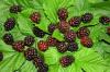 Photo for Global Boysenberry Extract Market 2020 | Manufacturers Regions Type And Application Forecast To 2025