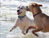 Photo for Highbanks Dog Care