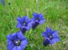 Photo for Global Gentian Market 2020 | Manufacturers, Regions, Type and Application, Forecast to 2025