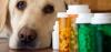Photo for Pet Supplements Market Booming Demand Leading To Exponential CAGR Growth by  2020