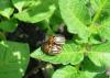 Photo for Global Bioinsecticides Market Research Report - Industry Analysis, Size, Share, Growth, Trends and Forecast Till 2026