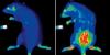 Photo for Global Optical Imaging Market Research Report - Industry Analysis, Size, Share, Growth, Trends and Forecast Till 2026