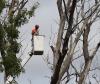Photo for AP Tree Care and Service