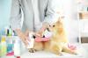 Photo for Global Pet Grooming Products Market Research Report - Industry Analysis, Size, Share, Growth, Trends and Forecast Till 2026