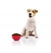 Photo for Global Grain Free Pet Food Market 2020 | Manufacturers Regions Type And Application Forecast To 2025