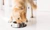 Photo for Global High Protein Dog Food Market 2020 | Manufacturers Regions Type And Application Forecast To 2025