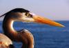 Photo for Sylvia's Blog on Sanibel Island, Florida