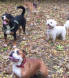 Photo for HappiDogs Dog Boarding & Daycare