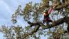 Photo for S L Tree Surgery