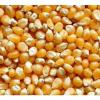 Photo for Global Maize Seeds Market 2020 | Manufacturers Regions Type And Application Forecast To 2025