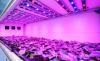 Photo for Global Horticulture LED Lighting Market Research Report - Industry Analysis, Size, Share, Growth, Trends and Forecast Till 2026