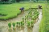 Photo for Global Agricultural Enzymes Market Research Report - Industry Analysis, Size, Share, Growth, Trends and Forecast Till 2026