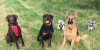 Photo for Sarah's Dog Walkers