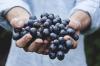 Photo for Food Diagnostics Market Analysis, Size, Share, Growth, Trends | FMI Report