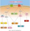 Photo for how to increase adiponectin