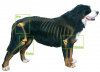 Photo for Global Canine Arthritis Market Research Report - Industry Analysis, Size, Share, Growth, Trends and Forecast Till 2026
