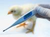 Photo for Global Poultry Diagnostics Market Research Report - Industry Analysis, Size, Share, Growth, Trends and Forecast Till 2026