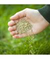 Photo for Global Grass Seed Market 2020 | Manufacturers, Regions, Type And Application, Forecast To 2025