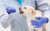 Photo for Global Veterinary Healthcare Market Research Report - Industry Analysis, Size, Share, Growth, Trends and Forecast Till 2026