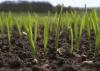 Photo for Agricultural Biologicals Market Booming Demand Leading To Exponential CAGR Growth by 2020-2024