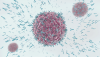 Photo for Immunoprecipitation Market Trends Estimates High Demand By 2026