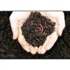 Photo for World Vermicompost Market: Market Size,Industry Growth and Forecast Report Till 2024