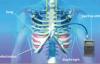 Photo for World Diaphragm Pacing Device Market: Market Size,Industry Growth and Forecast Report Till 2025