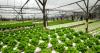 Photo for Global Aquaponics Market Research Report - Industry Analysis, Size, Share, Growth, Trends and Forecast Till 2026