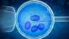 Photo for Assisted Reproductive Technology Market Research Report 2020-2024