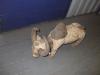 Photo for ARTS FROM CAMEROON - Looking Also for Partners to Open Gallery Anywhere in the United States