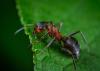 Photo for Pest Control Solutions for Your Garden