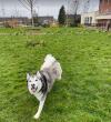Photo for Dogs Unleashed