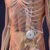 Photo for Global Intrathecal Pumps Market 2020 | Manufacturers, Regions, Type And Application, Forecast To 2025