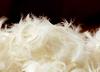 Photo for Global Down and Feather Market Research Report - Industry Analysis, Size, Share, Growth, Trends and Forecast Till 2026