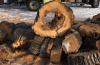 Photo for Calgary Tree Experts