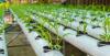 Photo for Global Agricultural Disinfectant Market Research Report - Industry Analysis, Size, Share, Growth, Trends and Forecast Till 2026