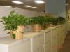 Photo for Bring Life Into Your Workplace With an Office Plant Service