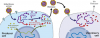 Photo for Global Viral Vector Vaccines Market 2020 | Manufacturers Regions Type And Application Forecast To 2025