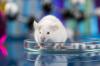 Photo for Global Mice Model Market Research Report - Industry Analysis, Size, Share, Growth, Trends and Forecast Till 2026