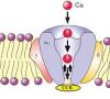 Photo for Global Calcium Channel Blocker Market 2020 | Manufacturers Regions Type And Application Forecast To 2025